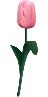 Pink Tulip Black Background