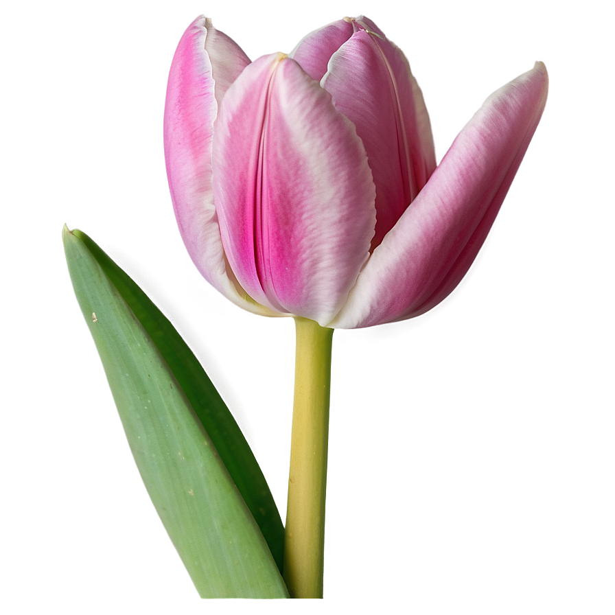 Pink Tulip Close-up Png 27