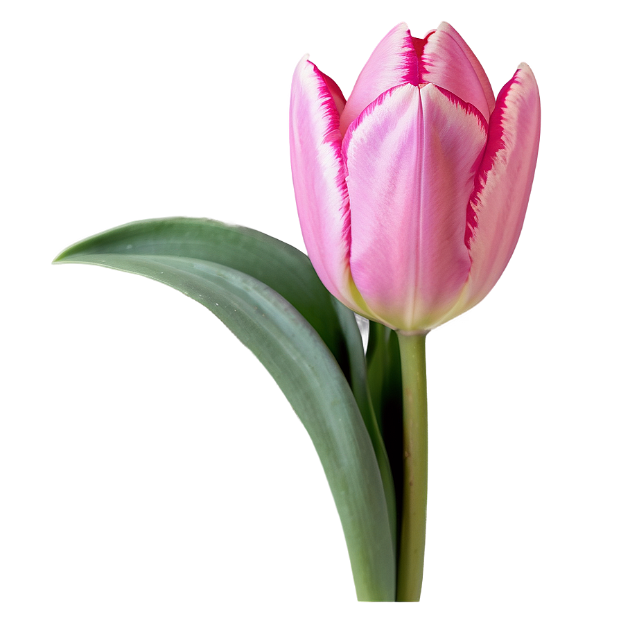 Pink Tulip Close-up Png 38