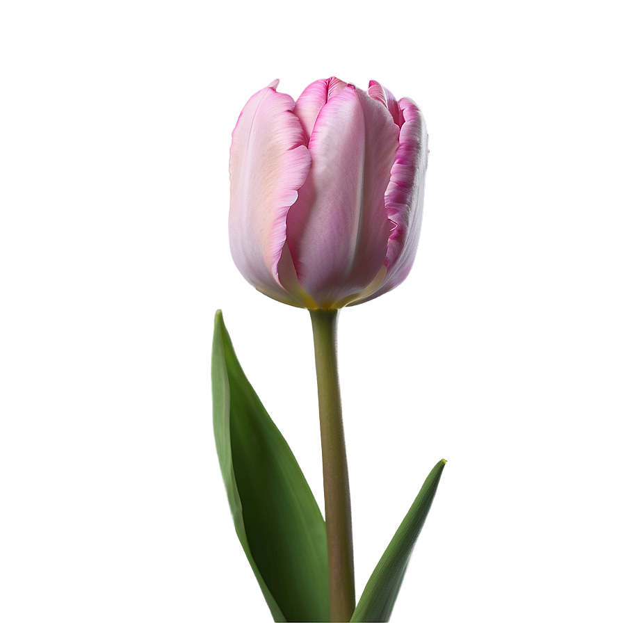 Pink Tulip Close-up Png Jum33