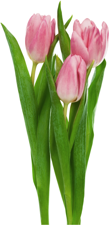 Pink Tulips Bouquet