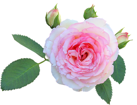 Pink White Rose Black Background