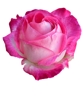 Pink White Rose Black Background