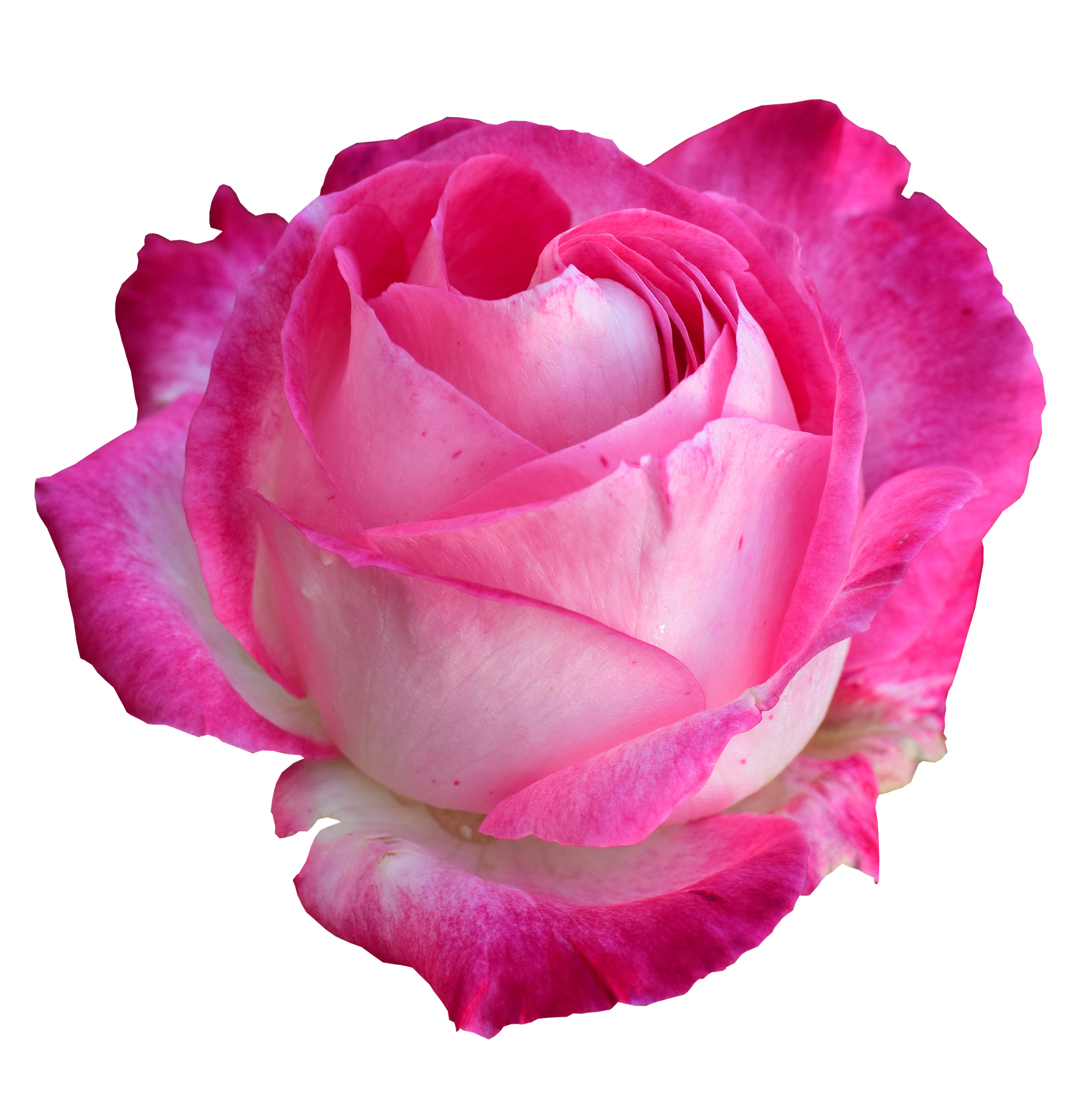 Pink White Rose Black Background