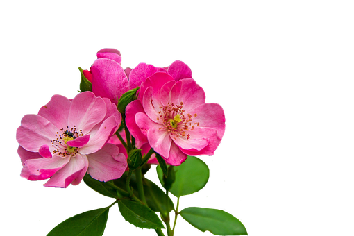 Pink Wild Roses Black Background