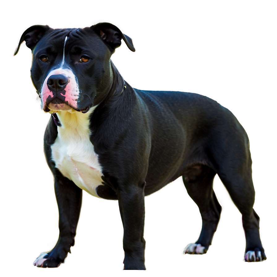 Pitbull In Nature Png 15