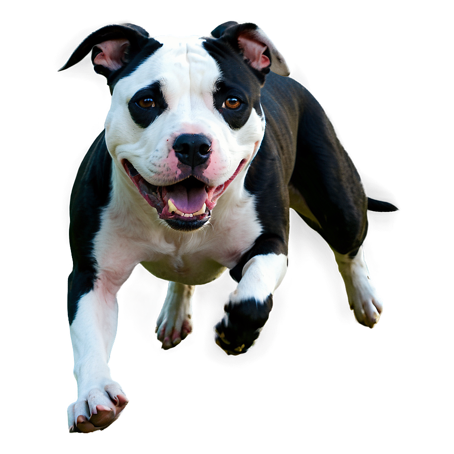 Pitbull Running Png 20