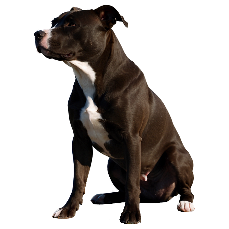 Pitbull Silhouette Png Kkh3