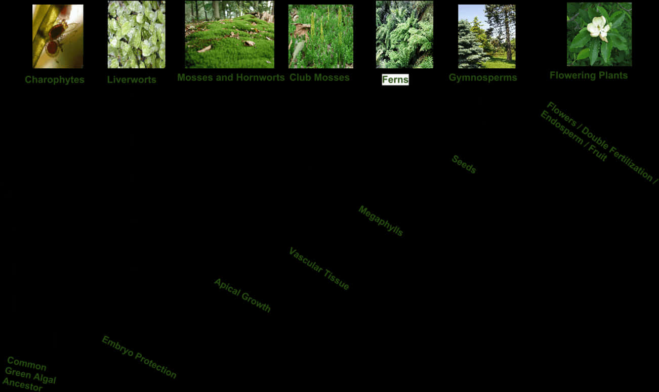 Plant Evolution Chart