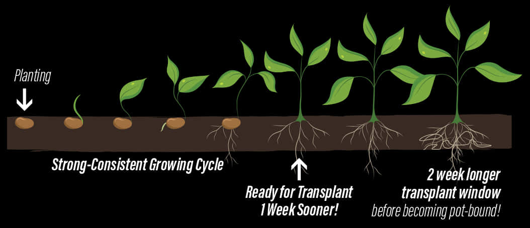 Plant Growth Stagesand Transplanting Timeline