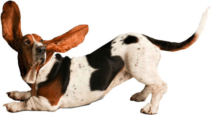 Playful Basset Hound Ears Flapping