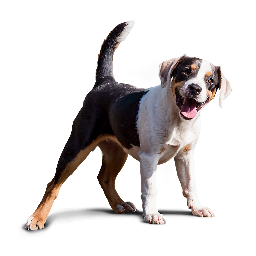 Playful Dogs Png 87