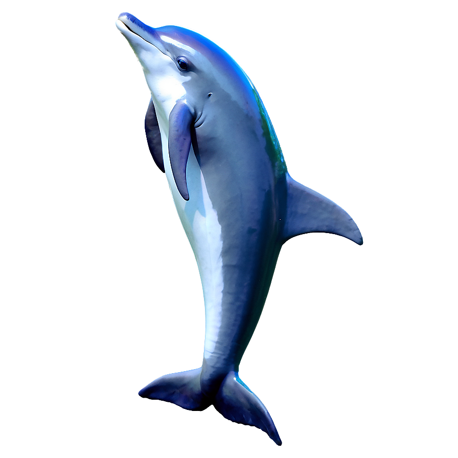 Playful Dolphin Png Acp20