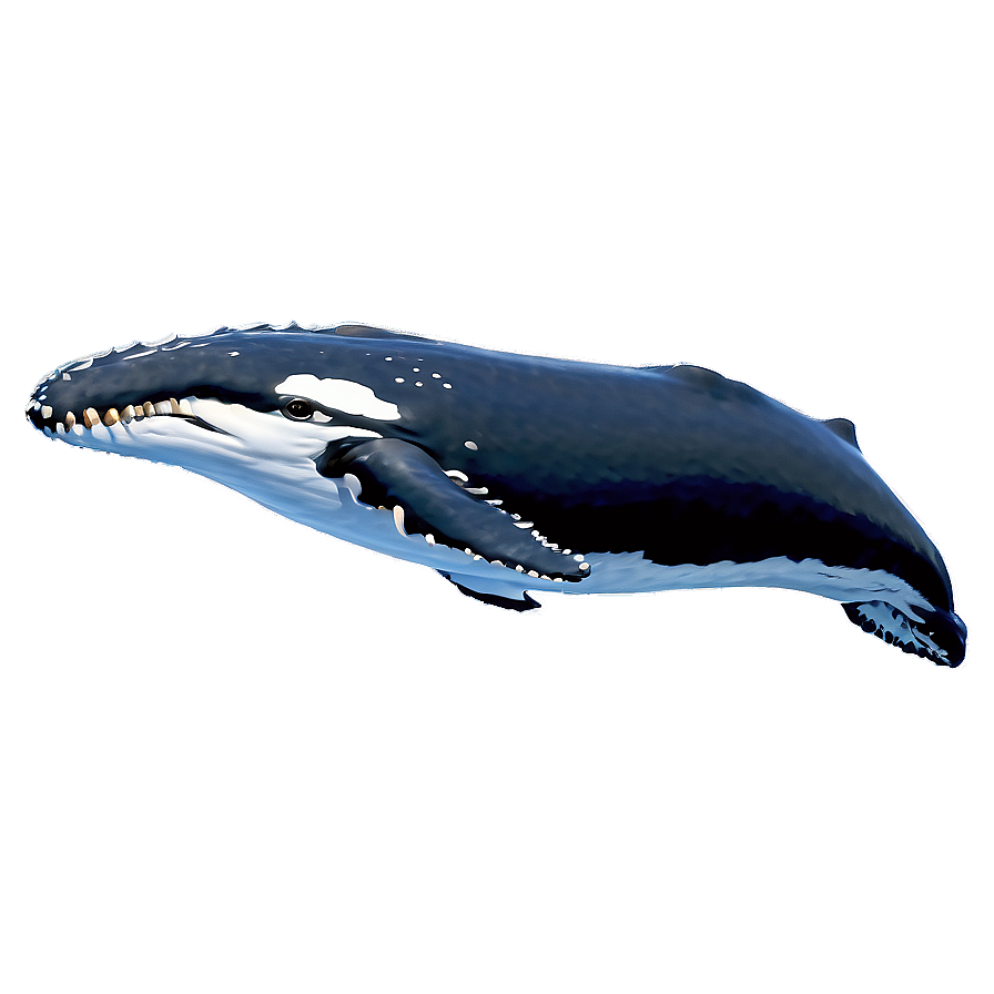 Playful Humpback Whale Png 17