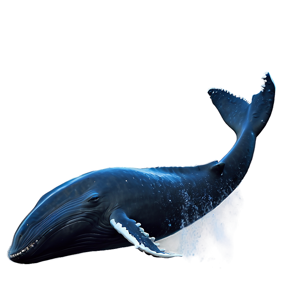 Playful Humpback Whale Png Bnv