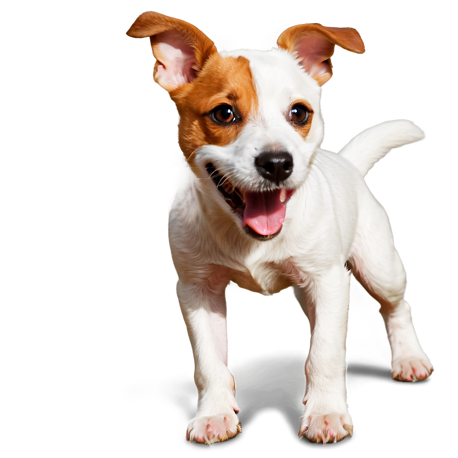 Playful Jack Russell Png 11