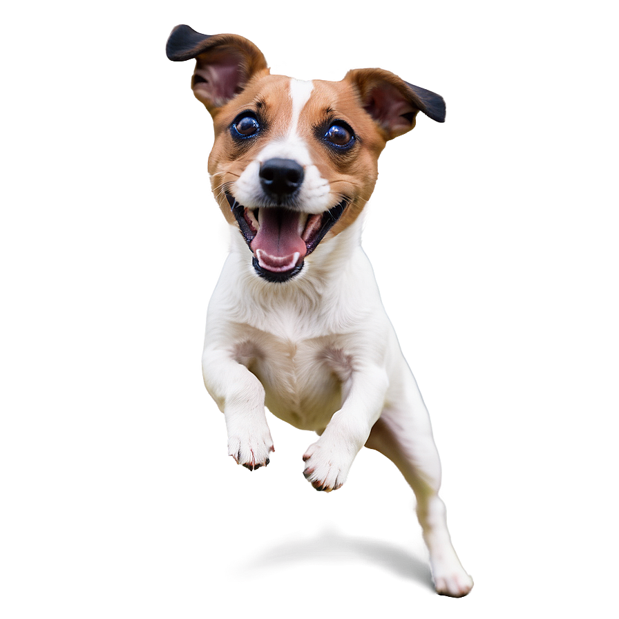 Playful Jack Russell Png Cct3