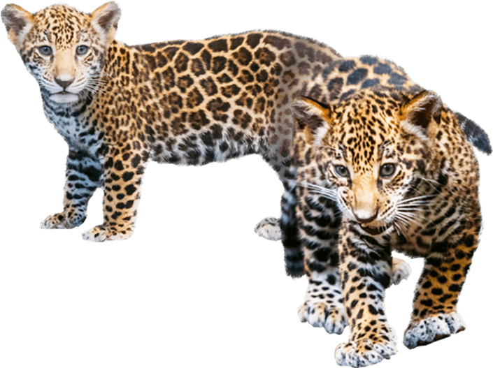 Playful Jaguar Cubs