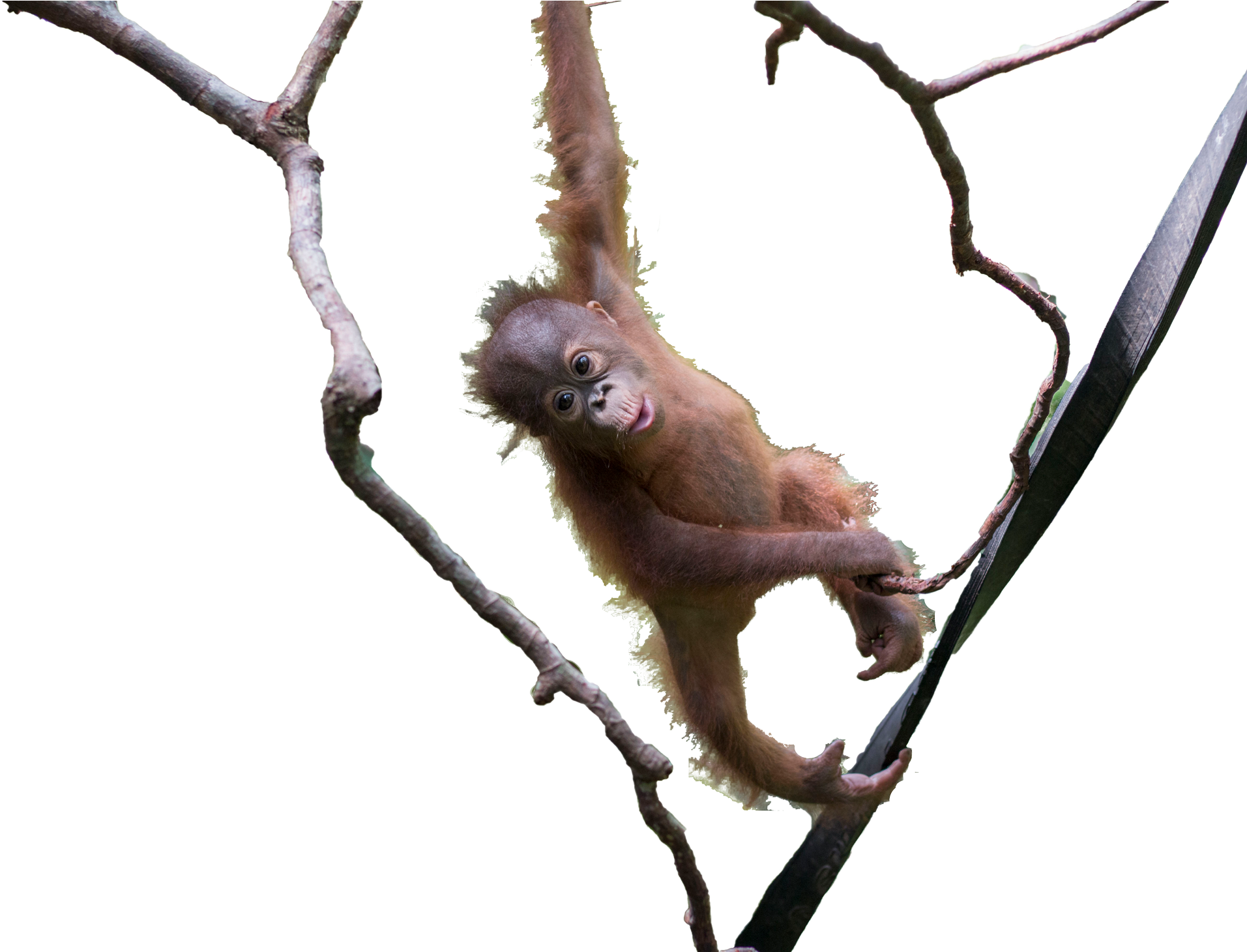 Playful Orangutan Branch Hang