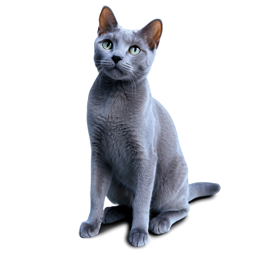 Playful Russian Blue Cat Png 06272024