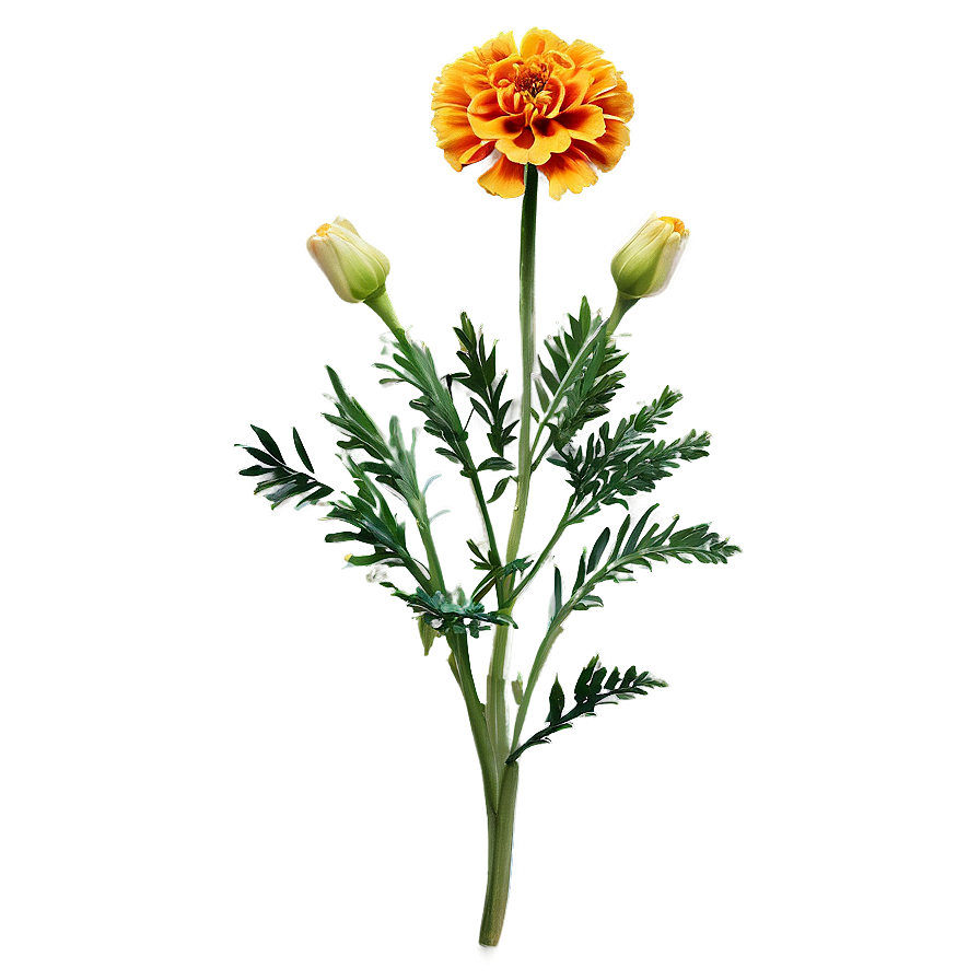 Pleasing Marigold Art Png 79