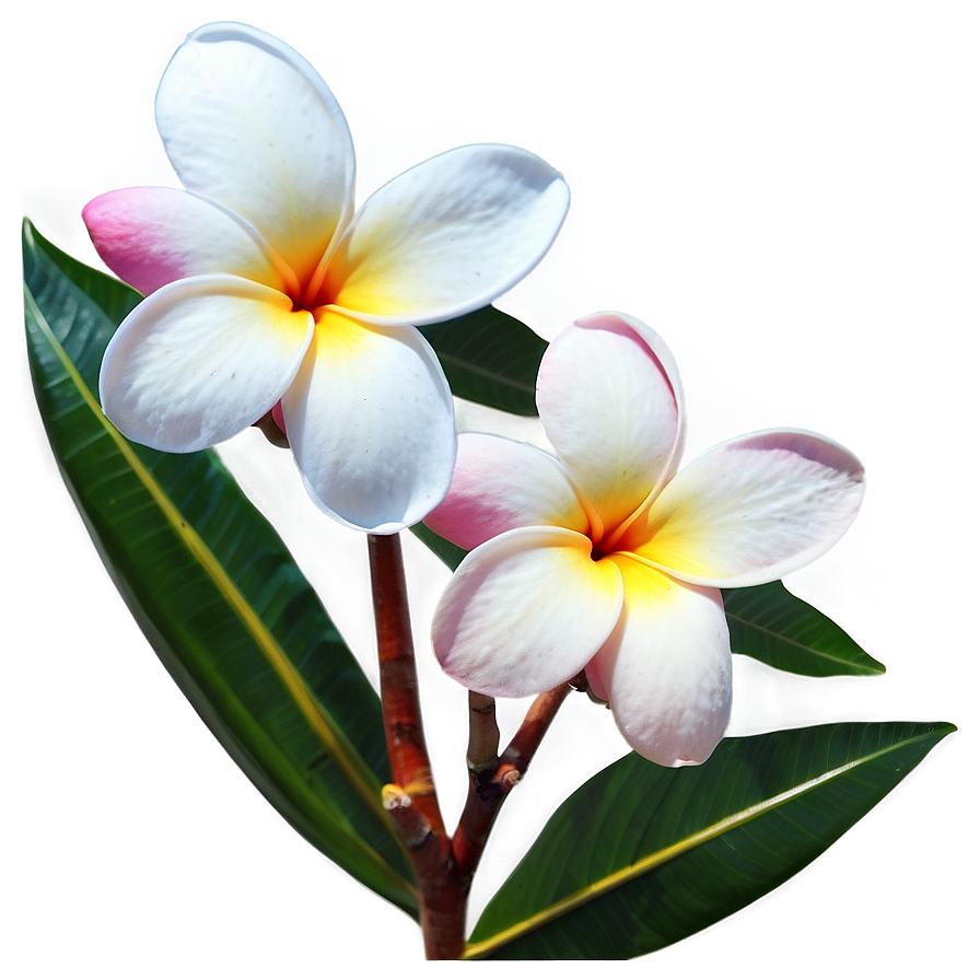 Plumeria Art Png 6