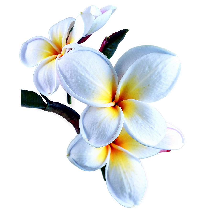 Plumeria Art Png Ehm45