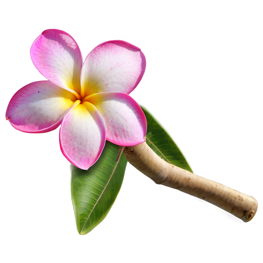 Plumeria B