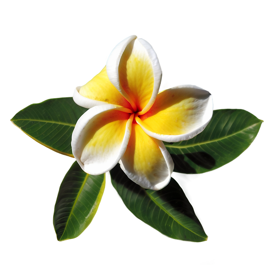 Plumeria Beauty Png Gas85