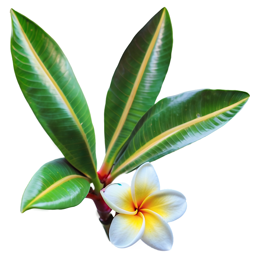 Plumeria Flower Png 06272024