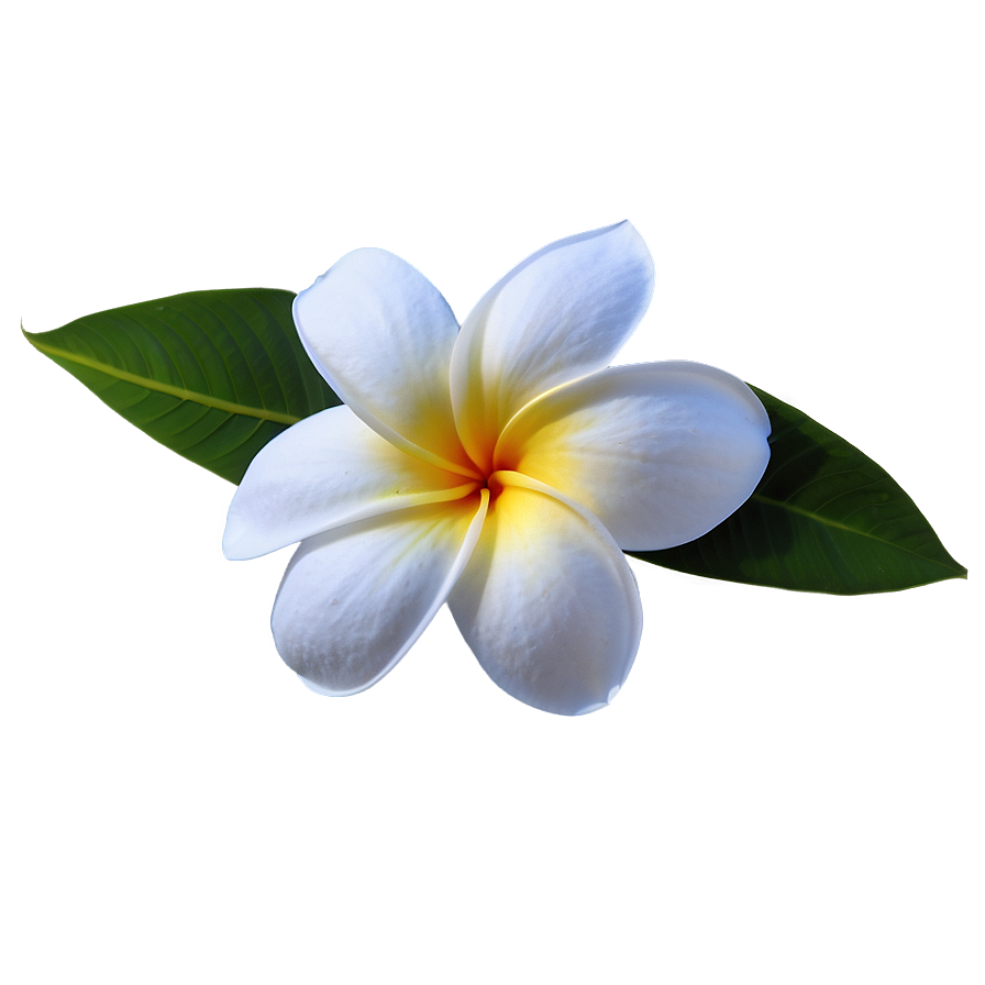 Plumeria Flower Png Woe58