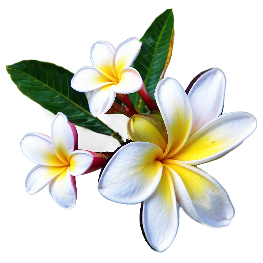 Plumeria Outline Png 55