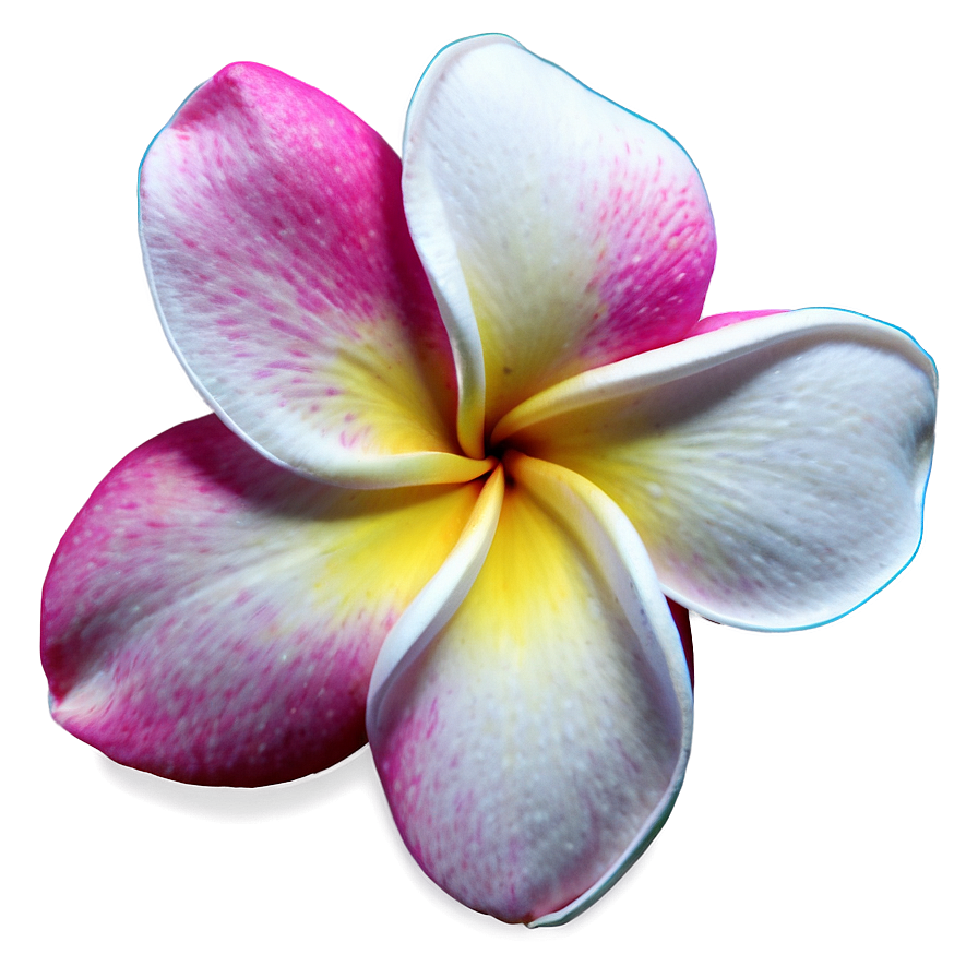 Plumeria Sunset Png 06272024