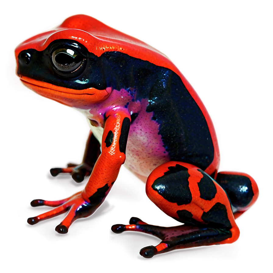 Poison Dart Frog Survival Strategy Png Cme