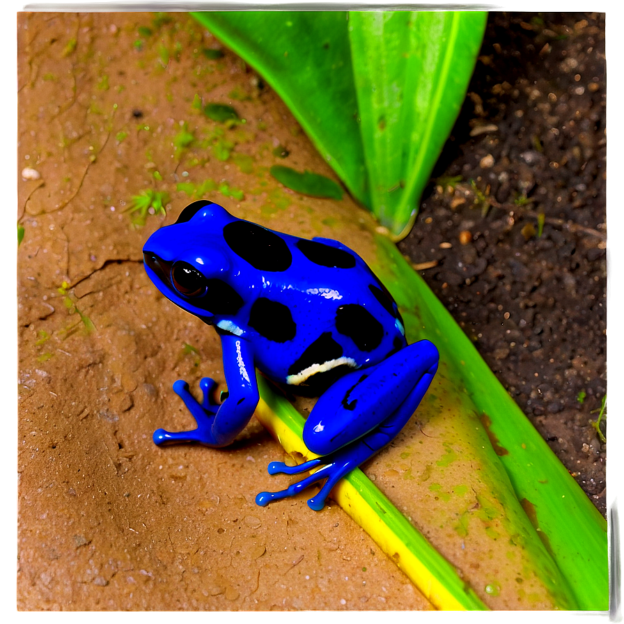 Poison Dart Frog Survival Strategy Png Htj28