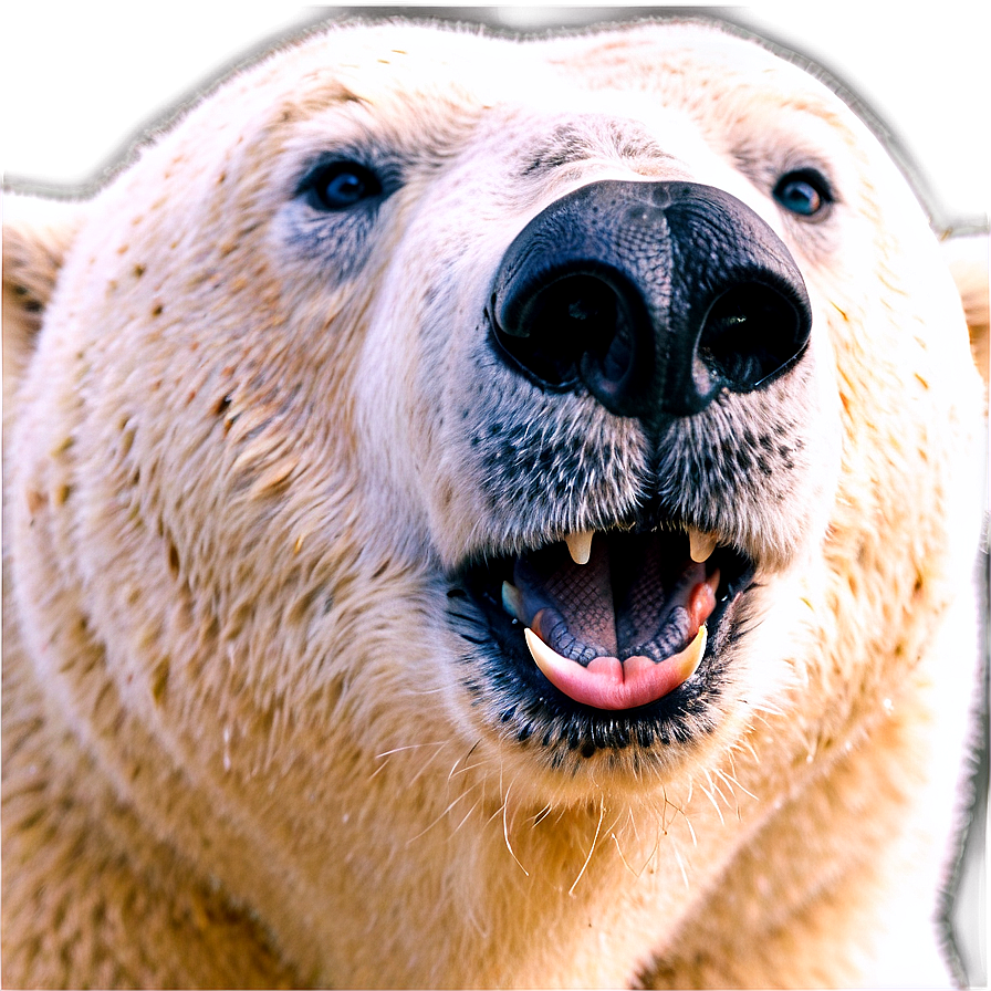 Polar Bear Face Image Png 06292024