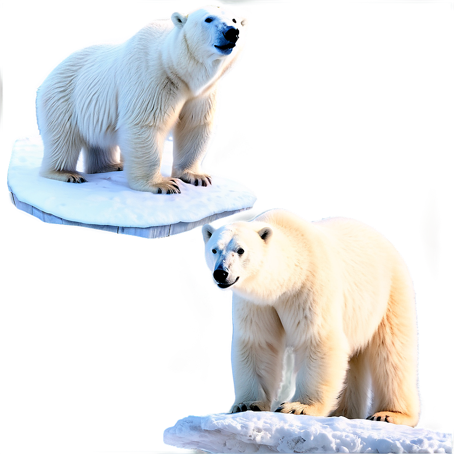 Polar Bear Habitat Scene Png 05062024