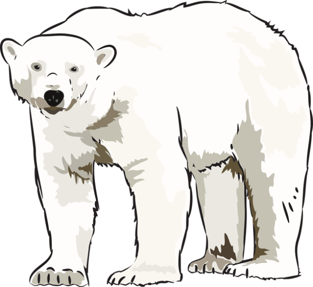 Polar Bear Illustration