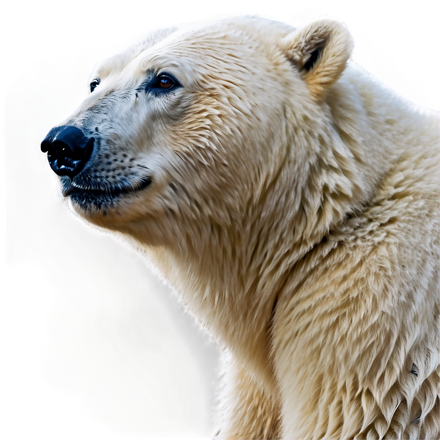 Polar Bear Looking Up Png 60