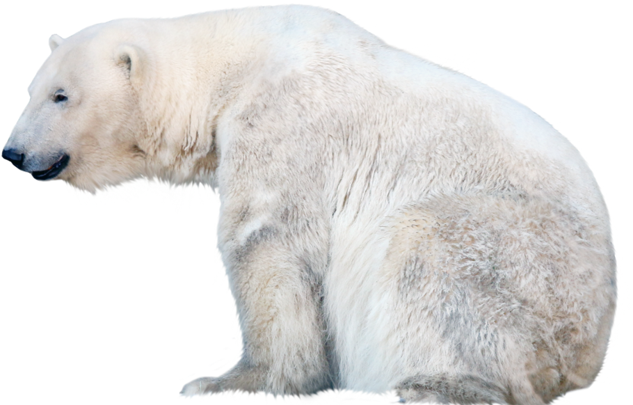 Polar Bear Profile Isolated