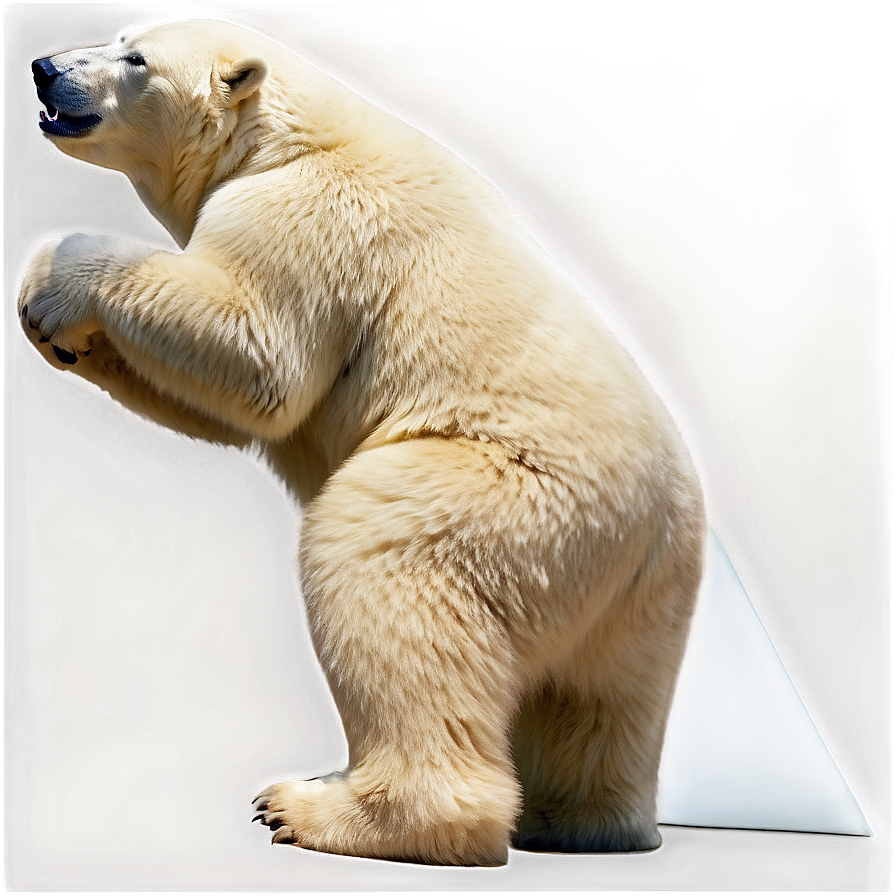 Polar Bear Profile Png Yfl95