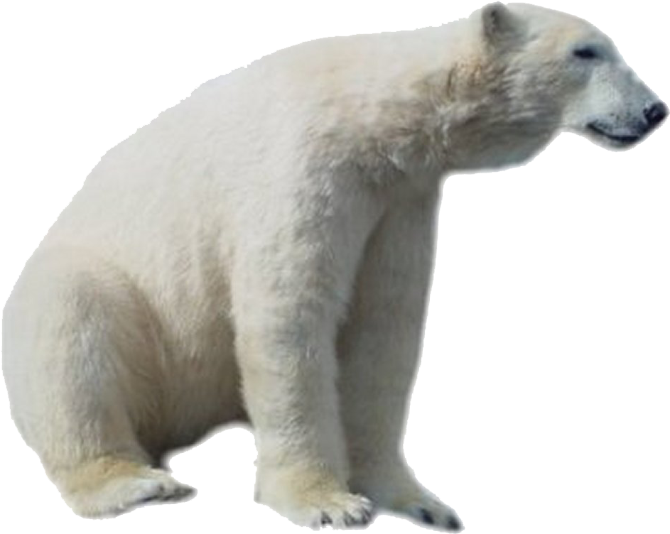 Polar Bear Side View