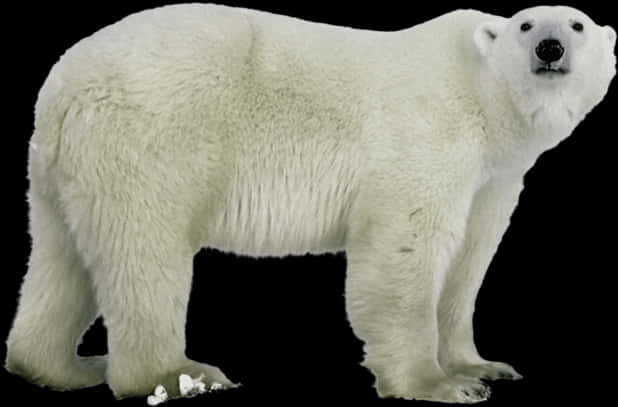 Polar Bear Standing Isolated