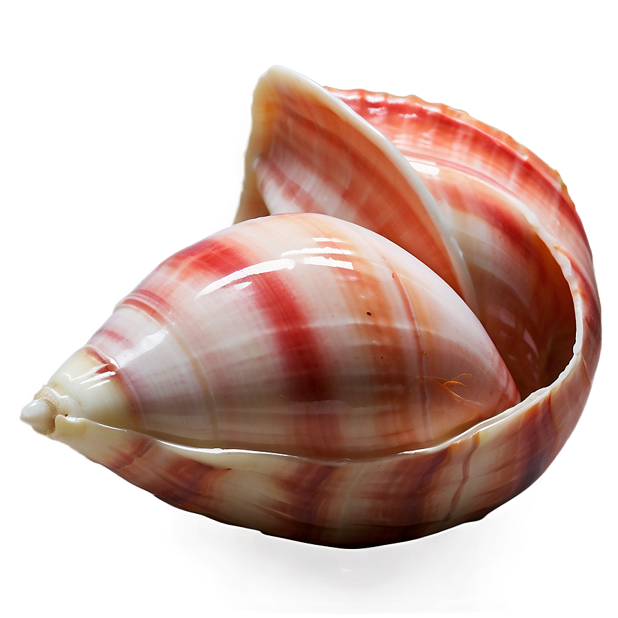 Polished Conch Shell Png 06132024