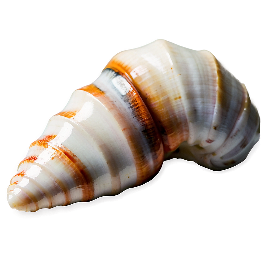 Polished Conch Shell Png Ill87