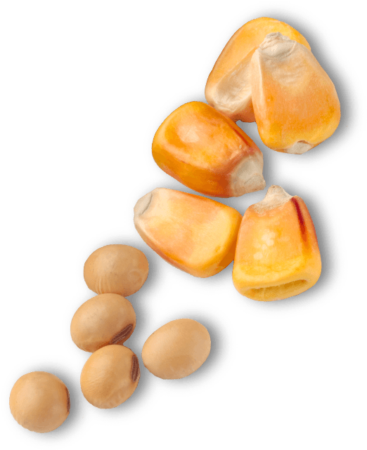 Popcorn Kernels Closeup Transparent Background