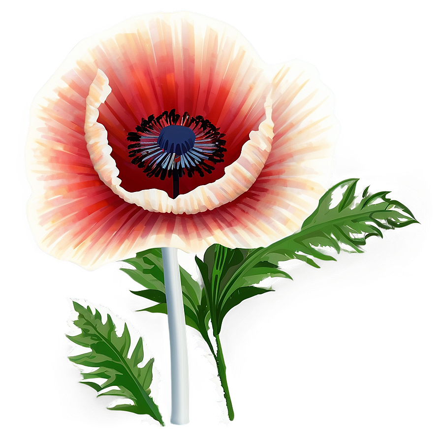 Poppy Flower Transparent Png Hgr