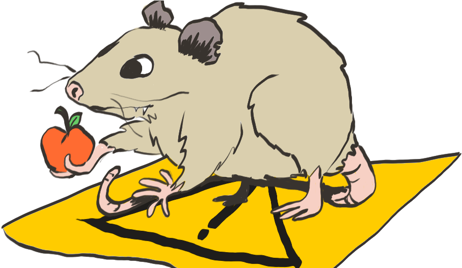 Possum Holding Apple Illustration