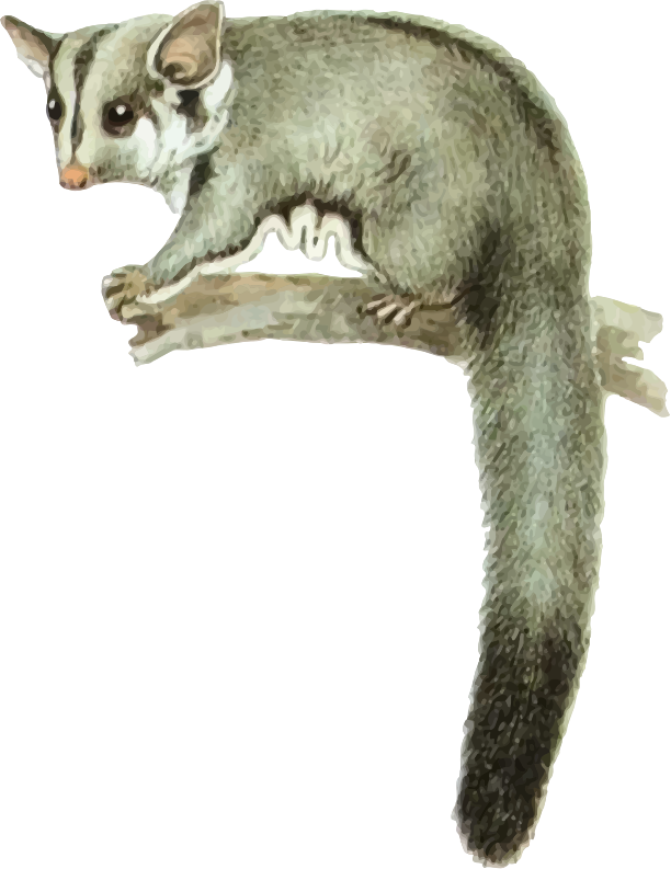 Possum On Branch Illustration