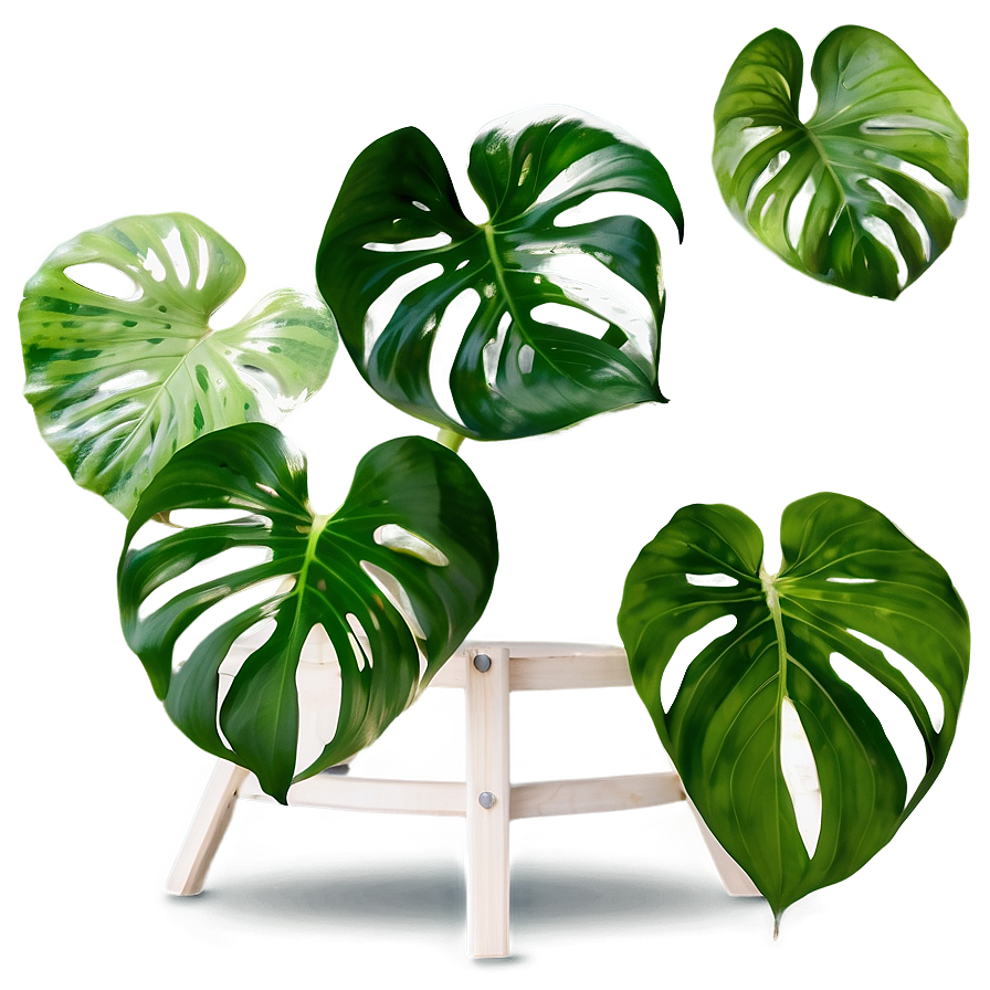 Pothos Plant Gift Ideas Png Kbj